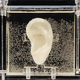 Illustration for article titled A Replica Of The World's Most Famous Ear Is Now On Display
